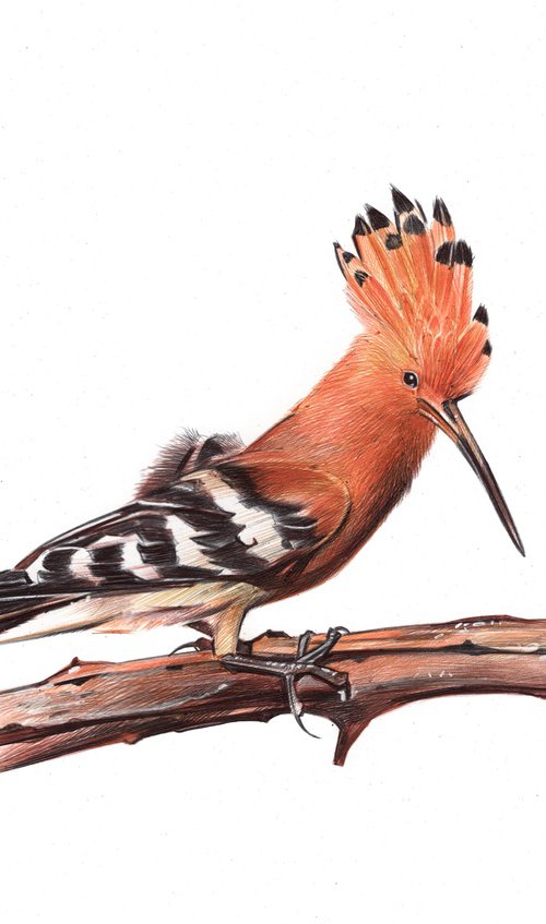 Eurasian Hoopoe by Daria Maier