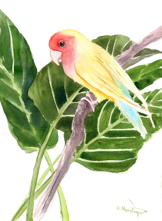 Yellow Lovebird