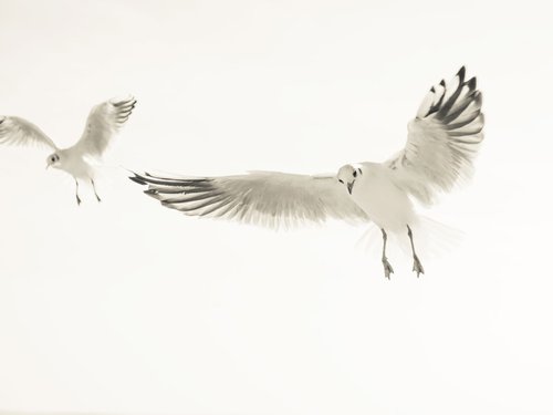 SEAGULLS 1. by Andrew Lever