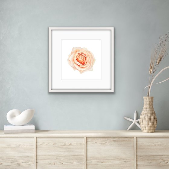 Pastel rose. Original watercolor artwork