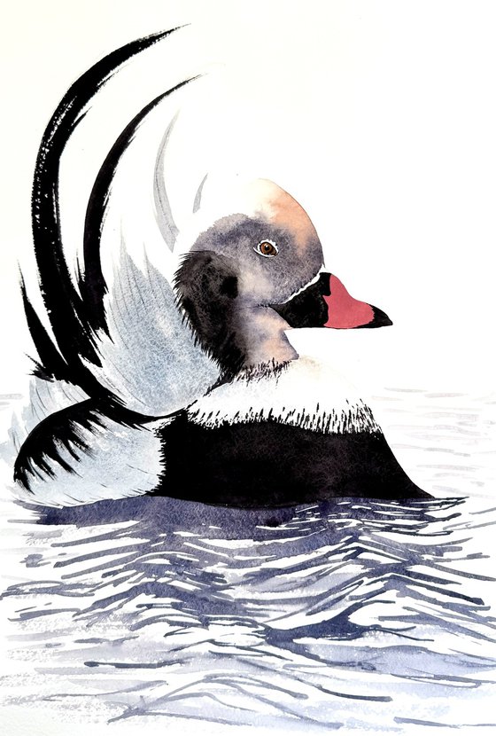 Long-tailed duck Moretta codon