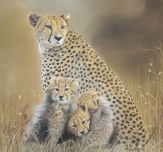 Cheetah Family