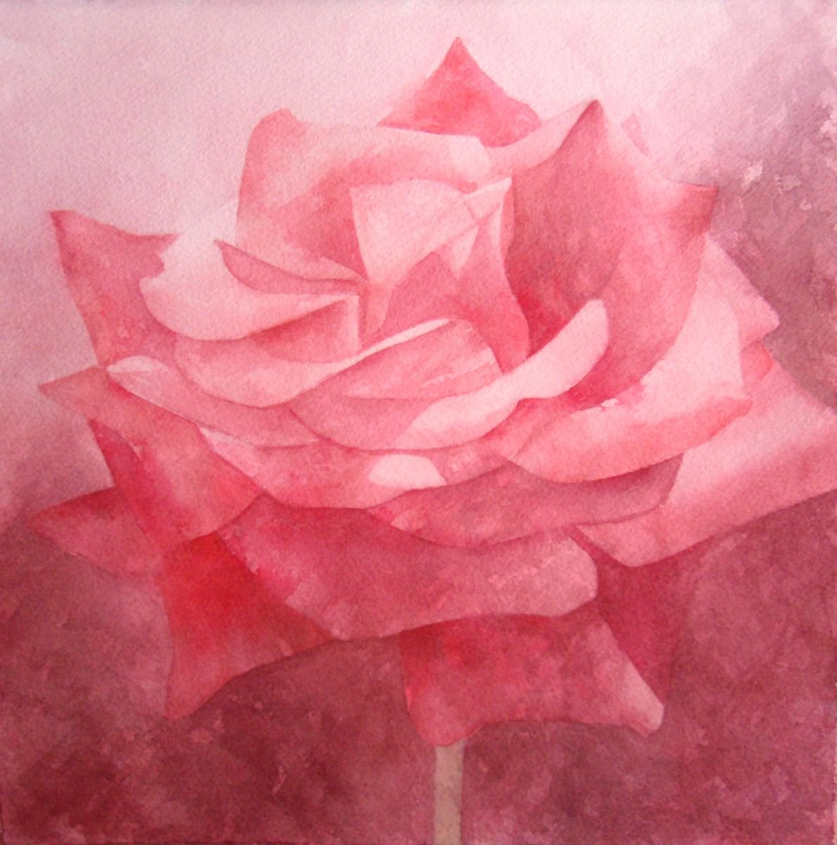 Red rose by Natalia Salinas Mariscal