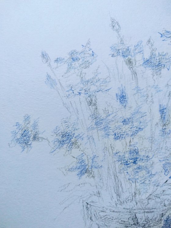 Cornflowers. Original pencil drawing.