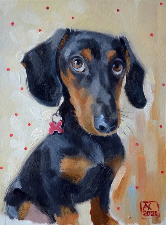 Dachshund