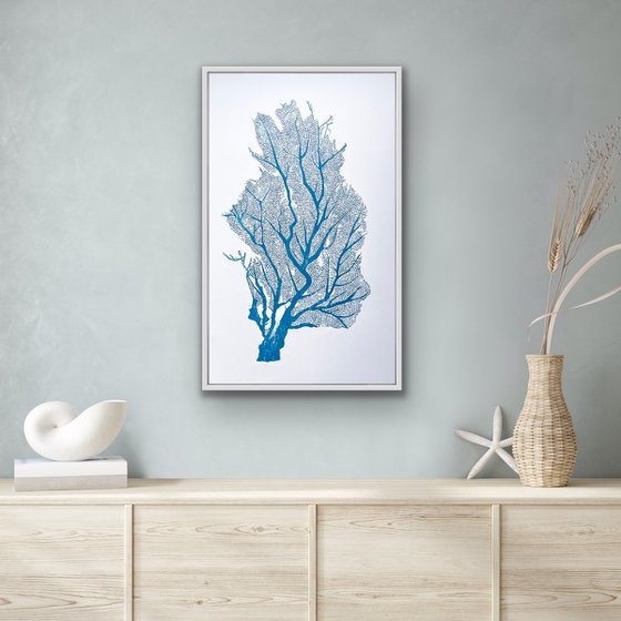 Sea Fan