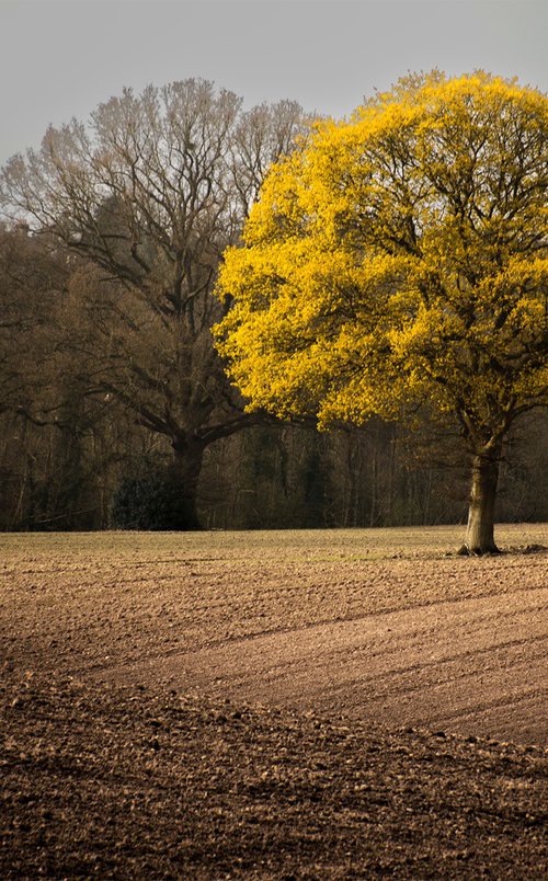 Golden Oak by Adam Regan