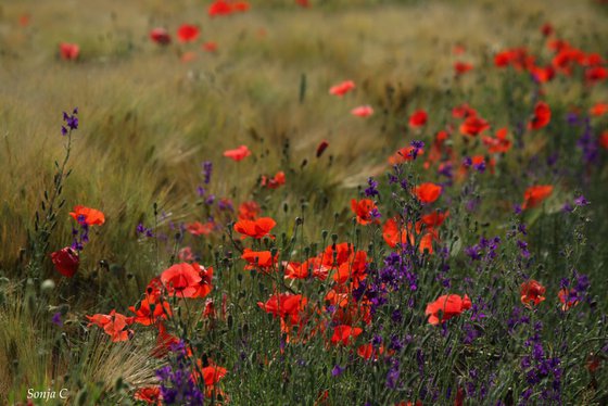 Poppies in the field