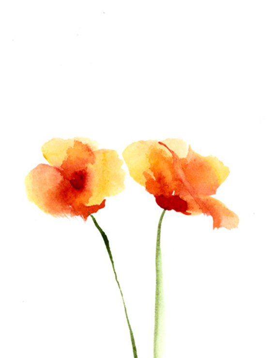 Set of 3 Poppies Original Paintings