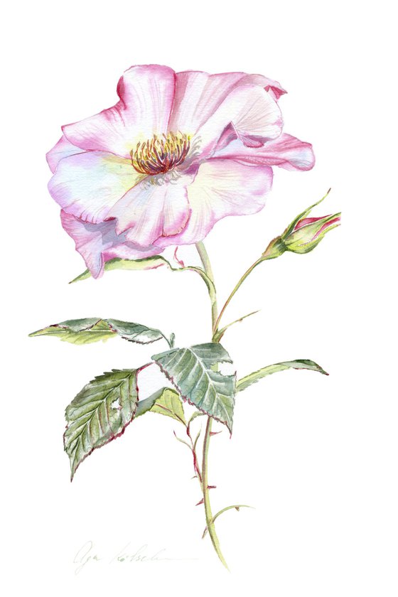 Wild Rose