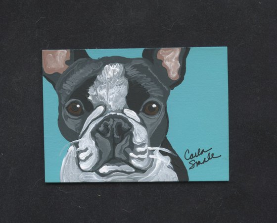 Boston Terrier