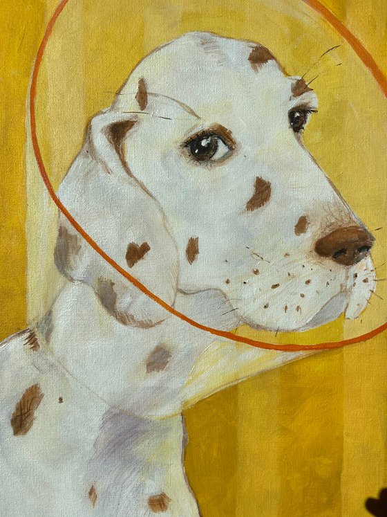 Dalmatian portrait