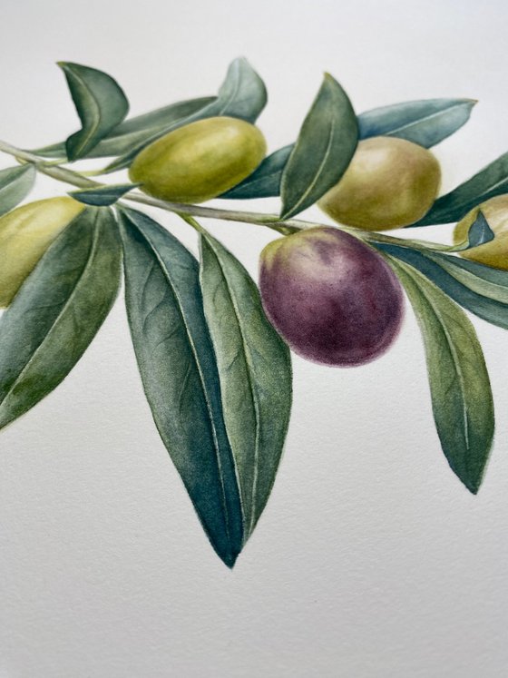 Olive Branch