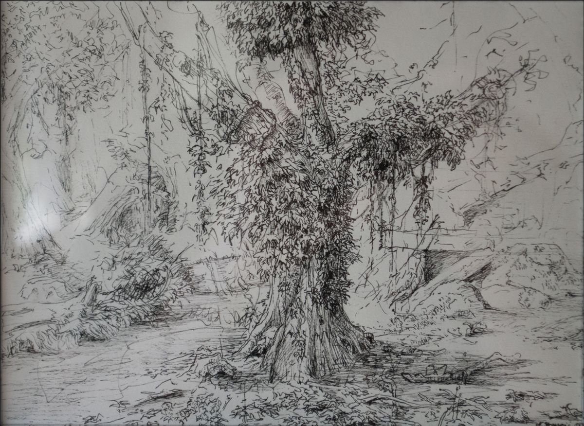 Graphic Ink Drawing , Rainforest I By Nikola Ivanovic, 14 X 12, Artwork For Sale On Artfinder