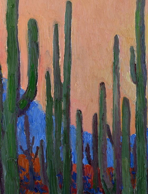 Dusk in the Desert. Saguaros