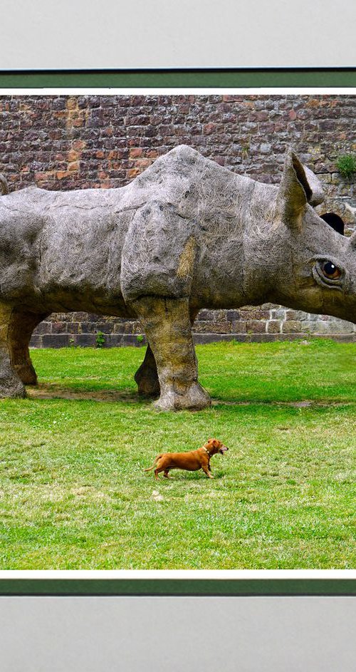 Ready Steady Go Rhinoceros v Dachshund by Robin Clarke