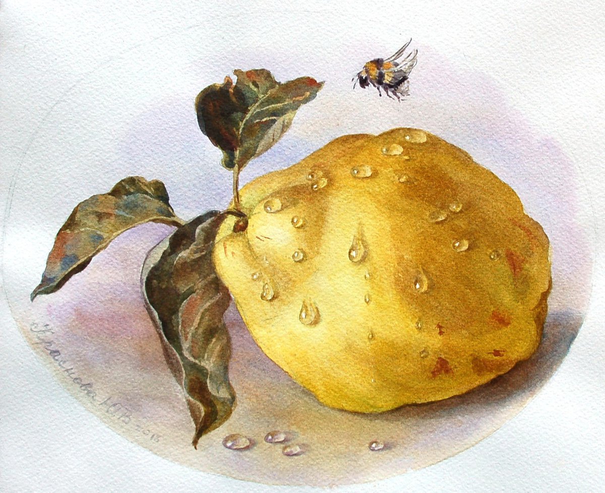 Photorealistic Still Life Watercolour By Yulia Krasnov, 10 X 8", Quince And Bumblebee, Original Artwork