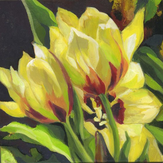 yellow tulips