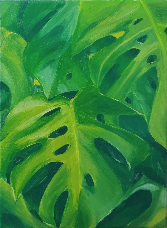 Monstera leaves 1