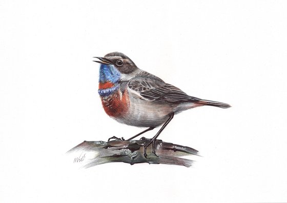 Bluethroat