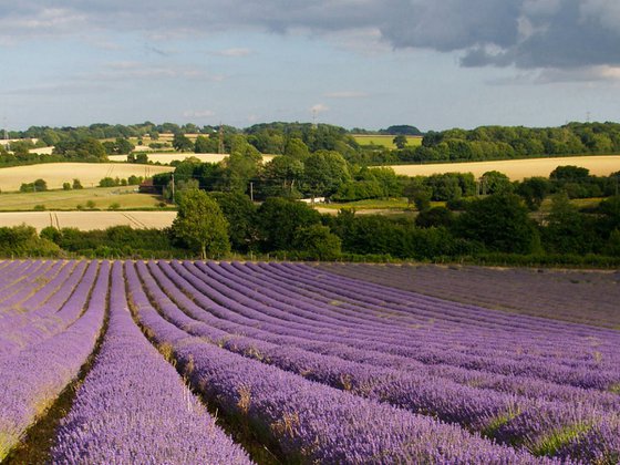 Evening Lavender