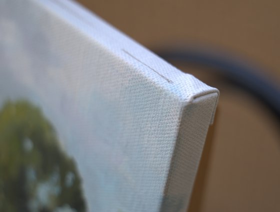 Eucalyptus near Tel Aviv