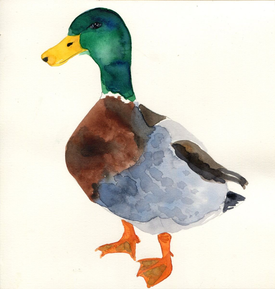 Mallard Duck Ii Watercolour By Hannah Clark 