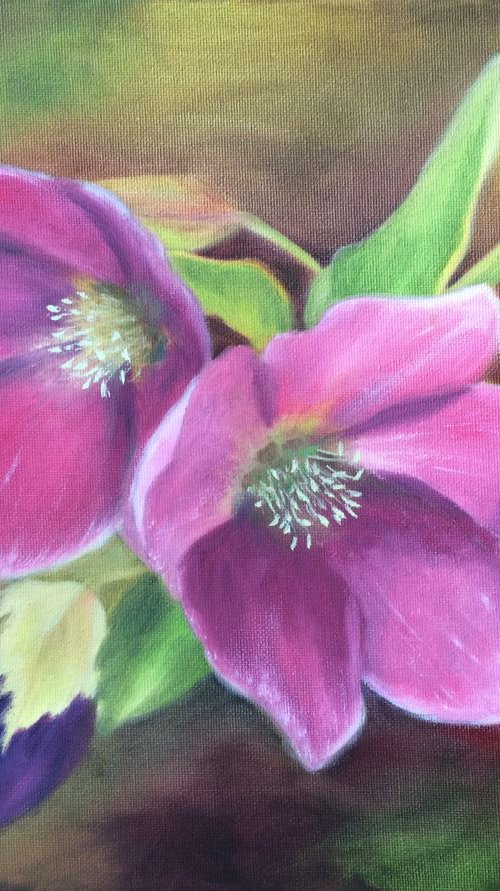 Hellebore by Silvie Wright