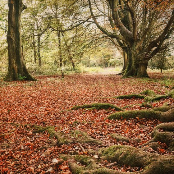 Beech Woods in Autumn