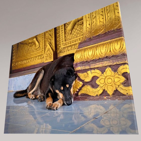 Temple Dogs of Laos No.5