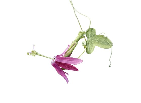Passionflower, Passion Fruit Painting