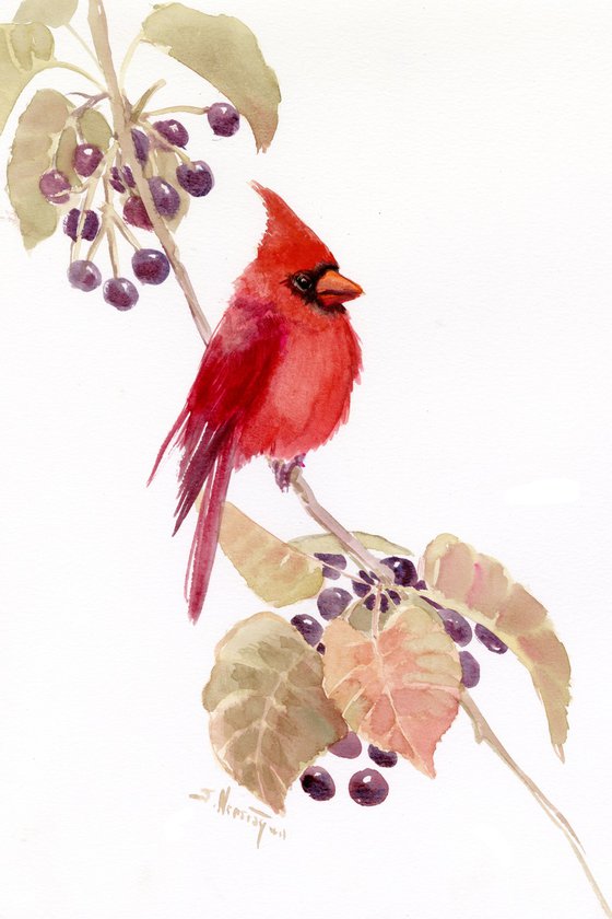 red cardinal bird