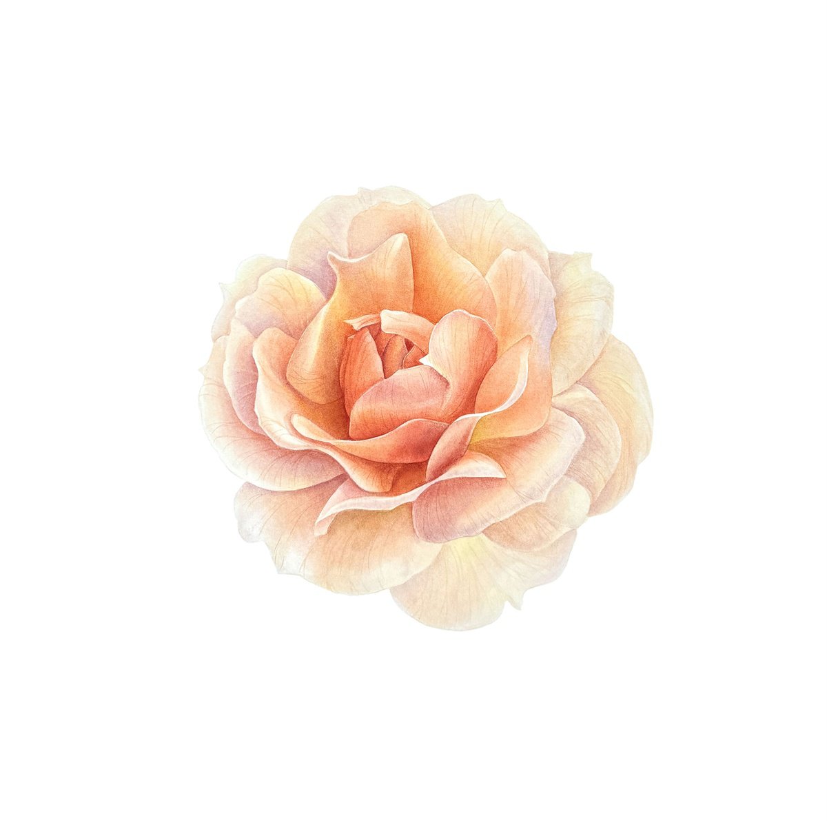 Photorealistic Botanical Watercolour By Yuliia Prokopchuk, 15 X 15", Peach Rose, Original Artwork