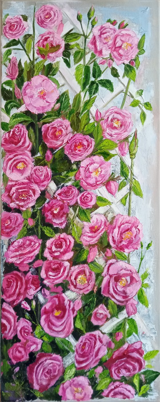 Bloom of pink roses