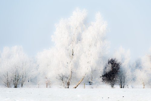 Winterday 1 by Dieter Mach