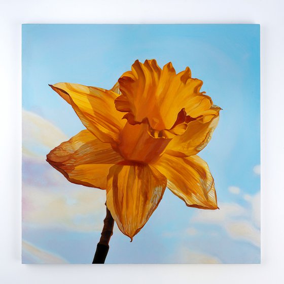 Daffodil in Sunshine