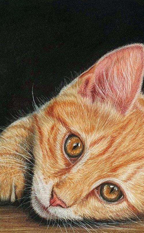 Ginger kitten study by Silvia Frei