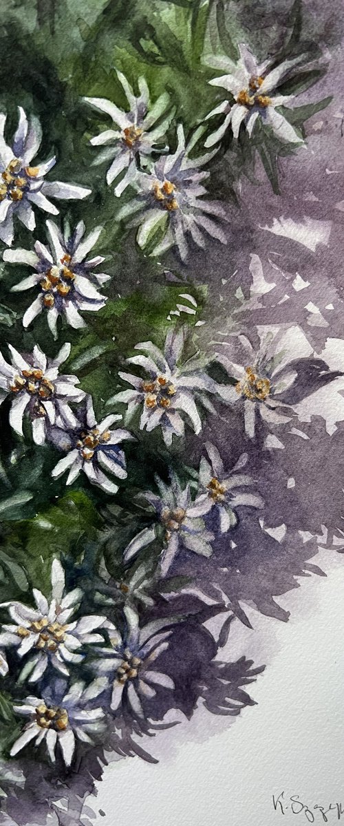 Edelweiss by Krystyna Szczepanowski