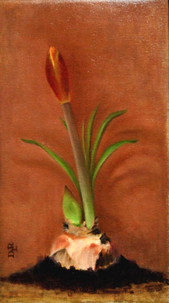 Photorealistic Still Life Oil Painting By Daniela Roughsedge, 9 X 16, Amaryllis Bud, Original Artwork