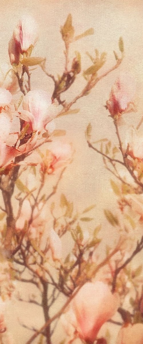 Vintage magnolia by Nadia Attura