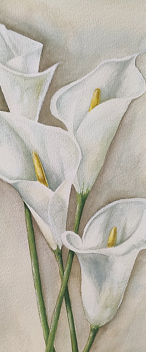 Calla. Watercolor painting by Svetlana Vorobyeva by Svetlana Vorobyeva