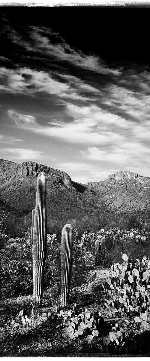 Saguaro, Early Morning Light by Heike Bohnstengel