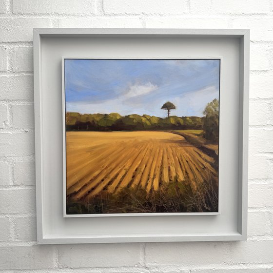 Ploughed Field with Umbrella Pine