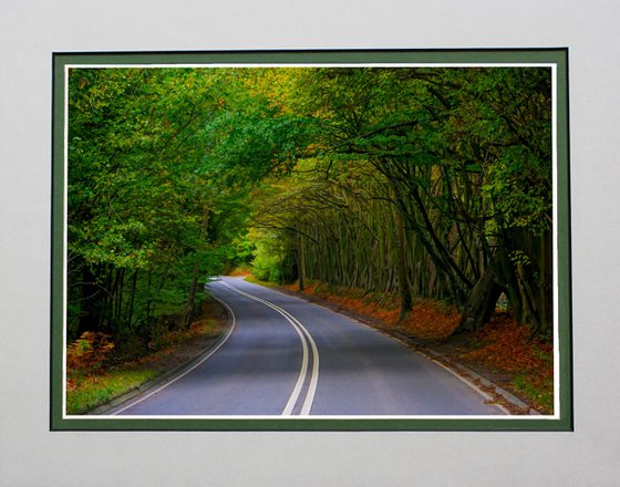 Tree Tunnel number 6 Ashdown Forest