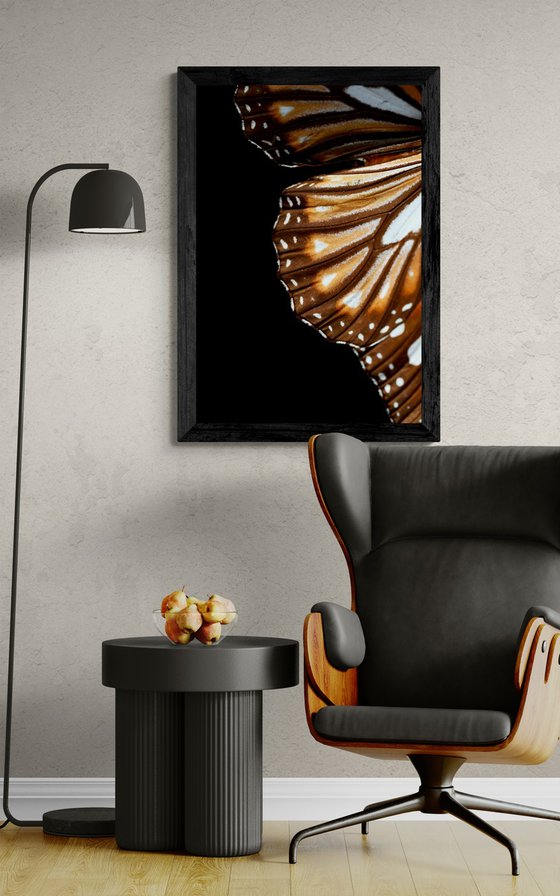 Monarch Butterfly Wing