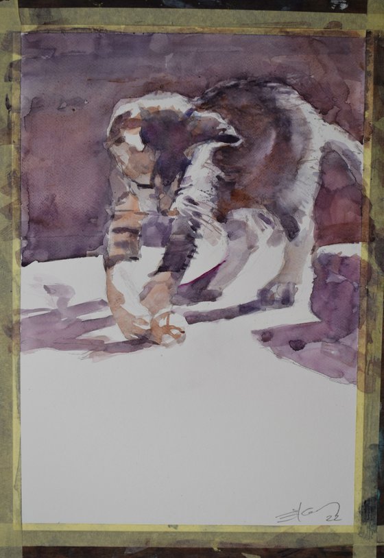 The young cat