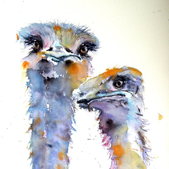 Ostriches