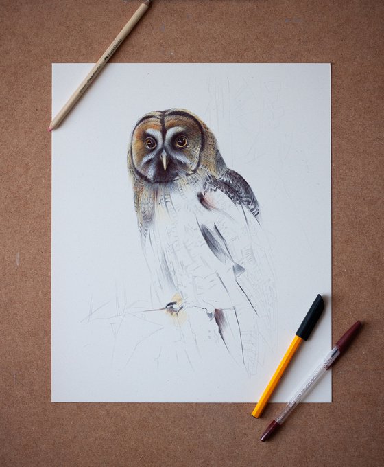 Great Gray Owl - Bird Portrait