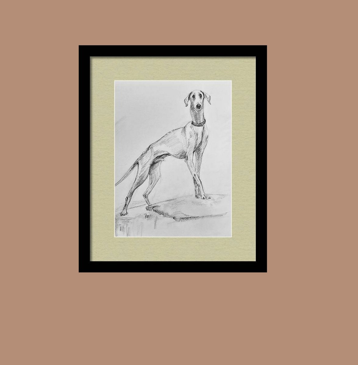 Illustrative Animal Pencil Drawing By Asha Shenoy, 8 X 11, The Indian Mudhol Hound, Original Artwork