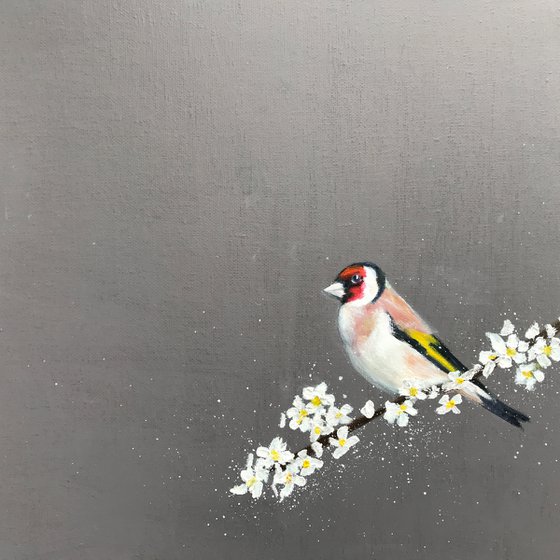 Goldfinch ~ on Cherry Blossom